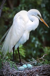 Close-up of heron perching on tree