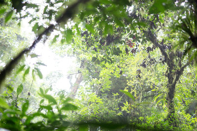 Trees growing in pond