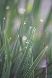 Close-up of water drops on plant