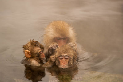 High angle view of monkey in water