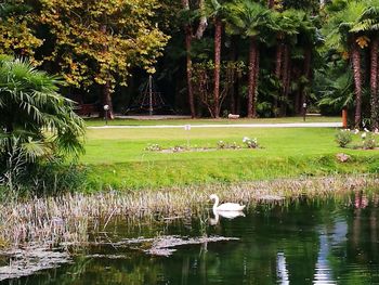 Scenic view of lake by trees