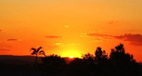 Silhouette of trees at sunset