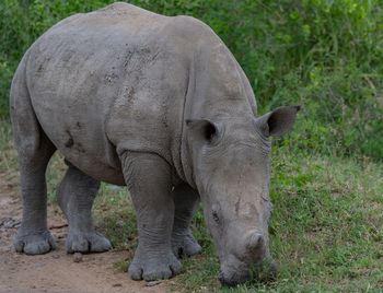 Rhino baby in hluhluwe national park nature reserve south africa