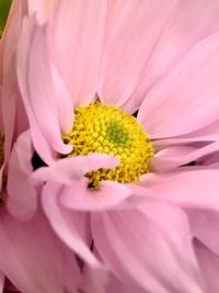 Close-up of pink flower