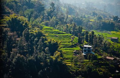 High angle view of agricultural field