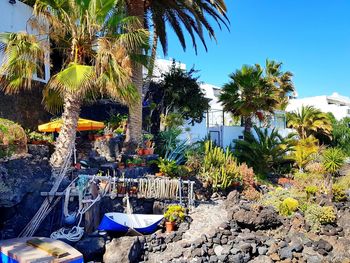 Palm trees and plants against blue sky