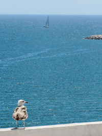 Close-up of seagull on sea against sky