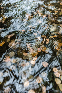 High angle view of leaf floating on water