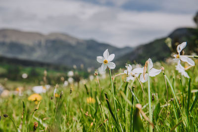 Close-up of white flowering plant on field