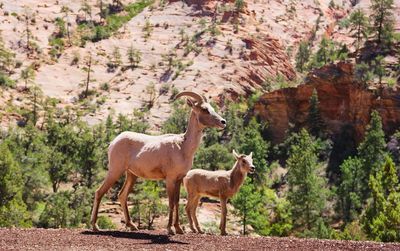 View of two horses on dirt road