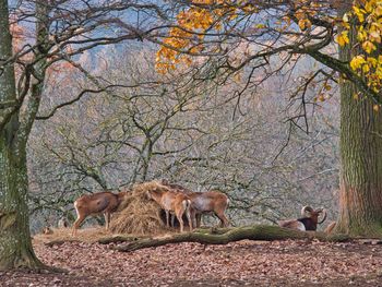 Horses in a field