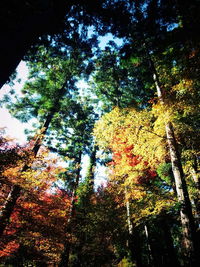 Low angle view of trees against sky