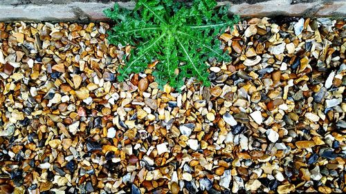 Leaves on tree stump