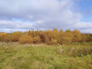 Plants growing on land against sky