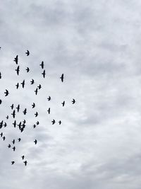 Low angle view of birds flying in sky