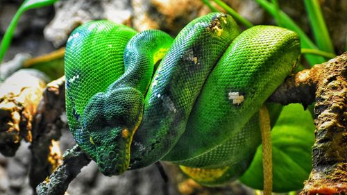 Close-up of green python