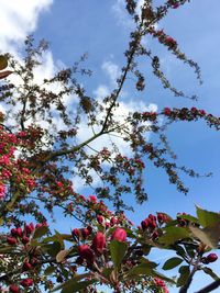 Low angle view of pink flowers blooming on tree