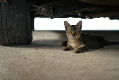Portrait of tabby cat against car