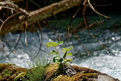 Close-up of plant growing in water