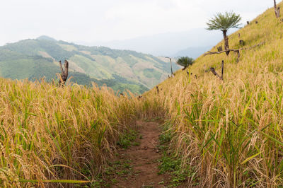 Scenic view of field and mountains against sky