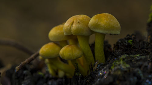 Close-up of yellow mushroom