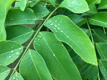 Full frame shot of wet leaves