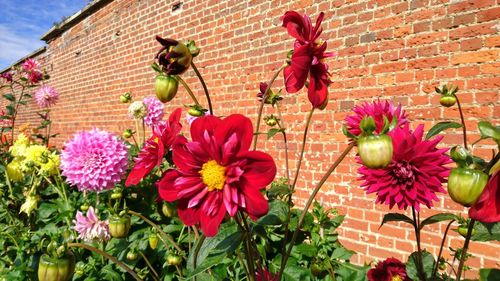 Flowers blooming outdoors