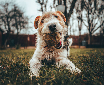 Portrait of dog on field