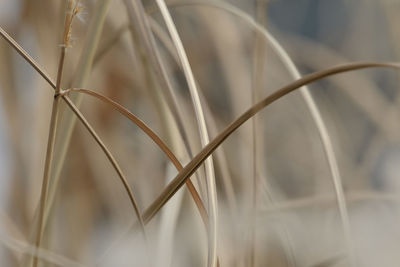 Close-up of metal fence against blurred background