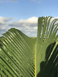 Close-up of palm leaves against sky