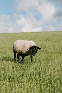 View of a duck on field