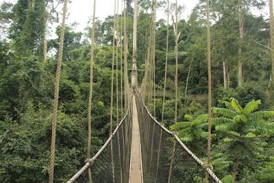 Footbridge amidst trees in forest against sky