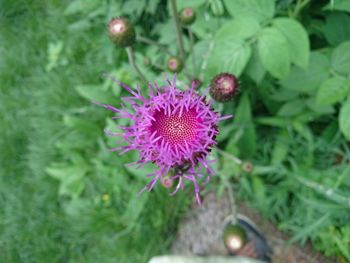 Close-up of pink flowers