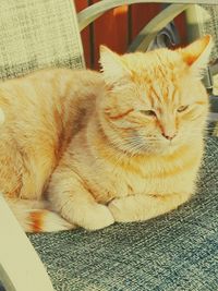 Close-up of cat resting on floor