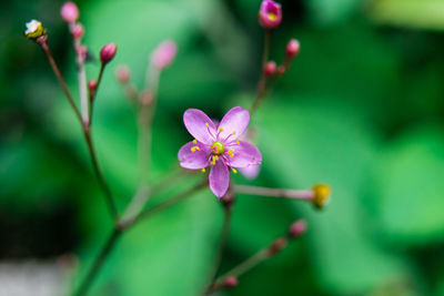 Close-up of purple flowering plant