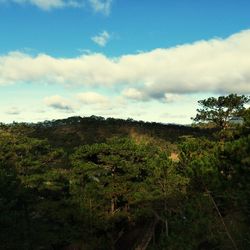 Scenic view of forest against sky