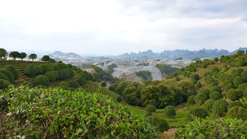 Tea farm in the mountains of guangxi, china