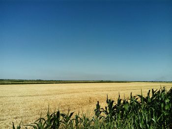 Scenic view of field against clear blue sky