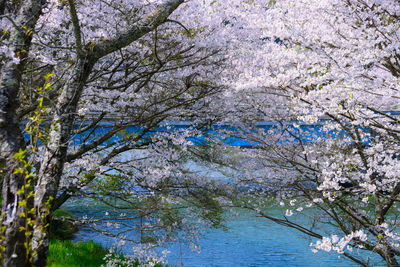 Low angle view of cherry blossom tree