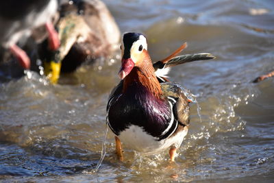 Close-up of duck swimming in lake