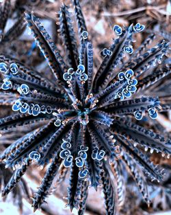 Full frame shot of frozen plant