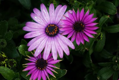 Close-up of purple flowers