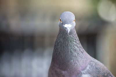 Close-up portrait of pigeon