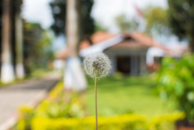 Close-up of white flowering plant