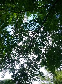 Low angle view of trees in forest