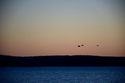 Silhouette birds flying over sea against clear sky