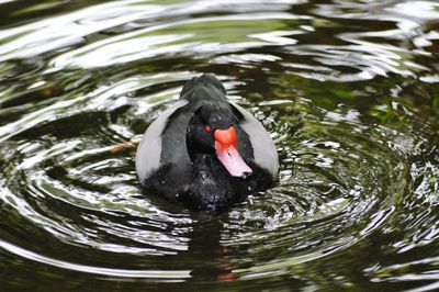 Close-up of swan swimming in lake