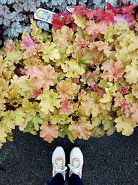 Low section of person standing on autumn leaves