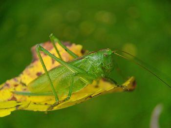 Close-up of insect on leaf