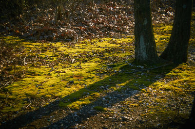 Trees growing in forest during autumn